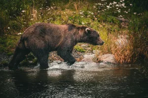 Downtown Bear Creek, AK, AK
