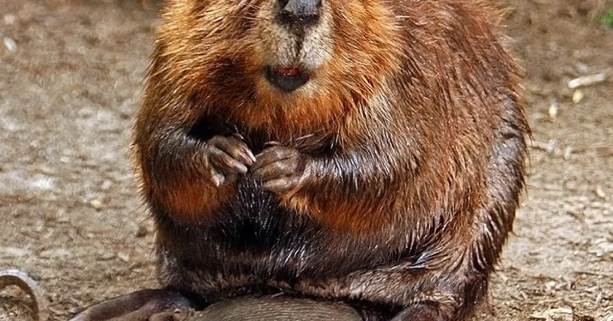 genus of mammals