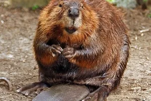 Beaver, OK