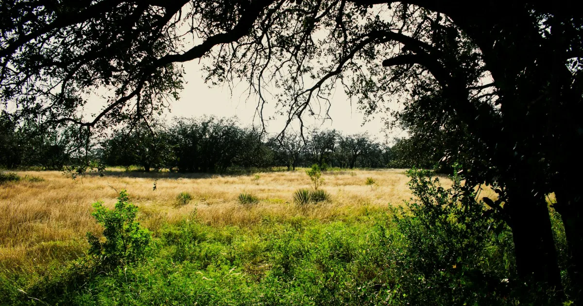 Downtown Bevil Oaks, TX, TX