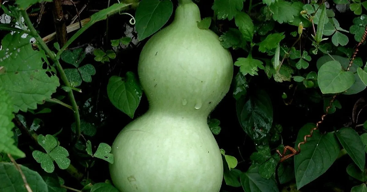 species of plant
