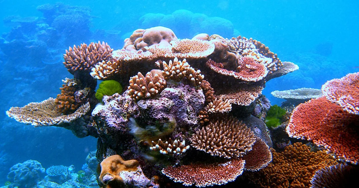 marine invertebrates of the class Anthozoa