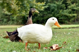 Downtown Duck Hill, MS, MS