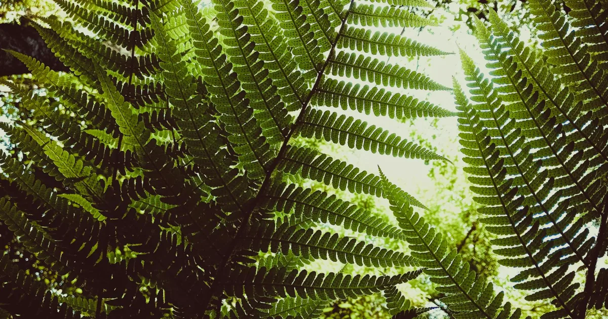 Downtown Fern Park, FL, FL