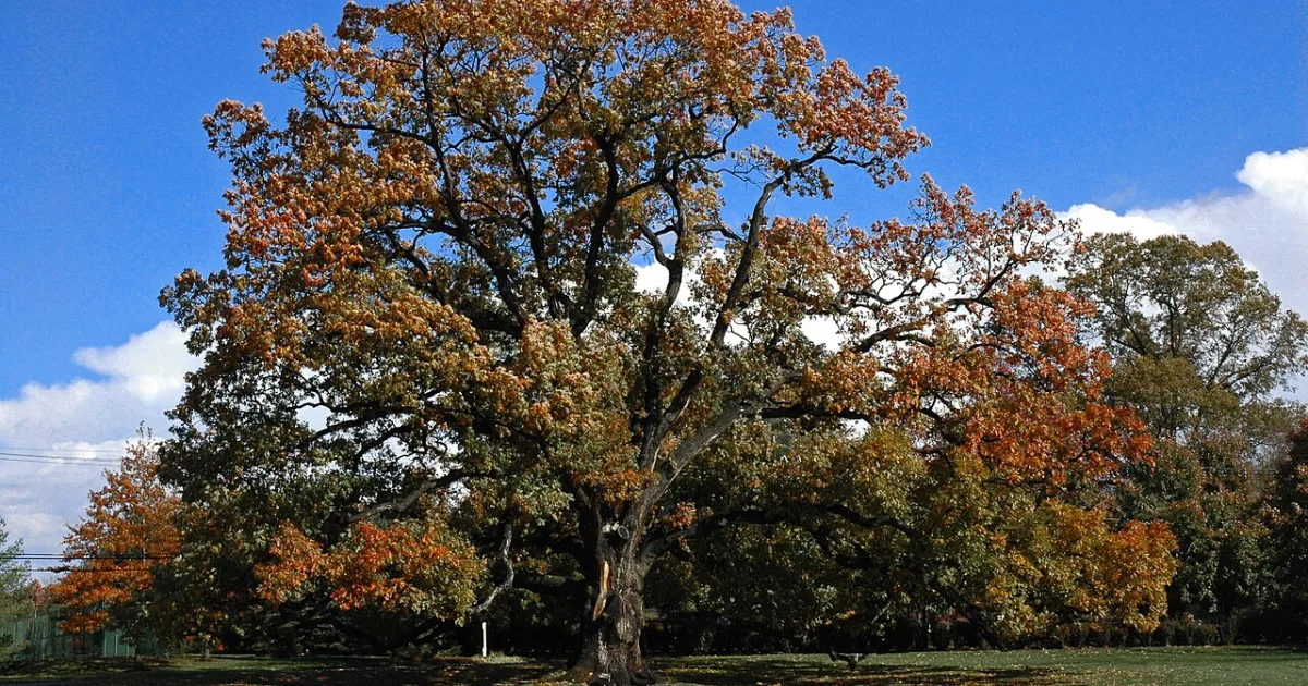 borough in Morris County, New Jersey, United States