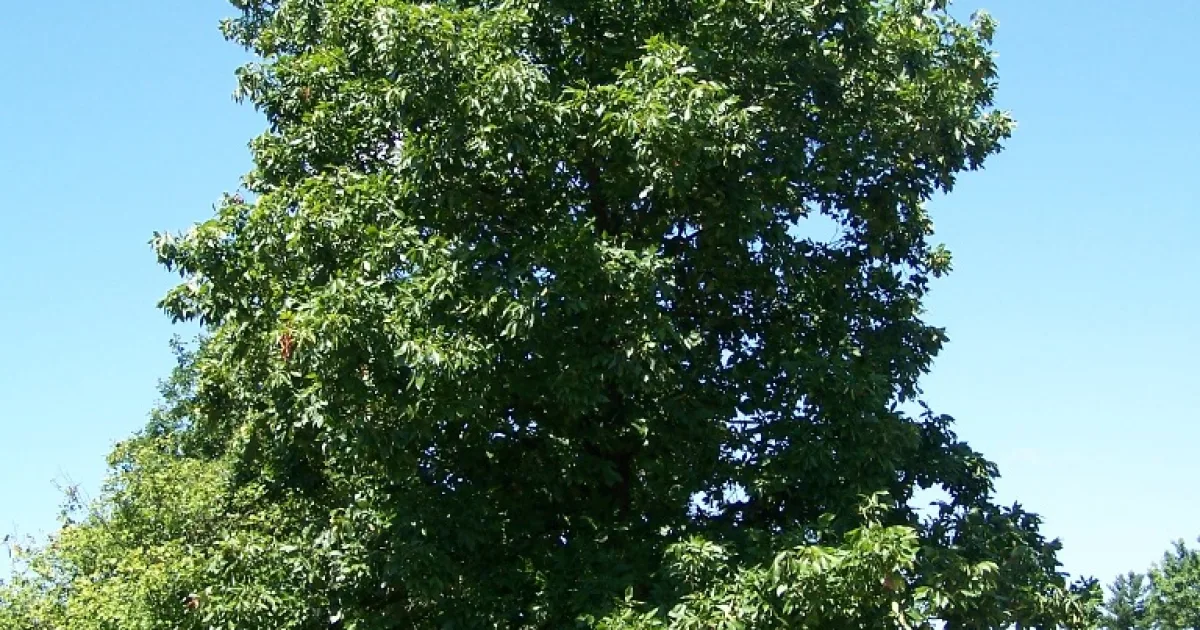 genus of plants