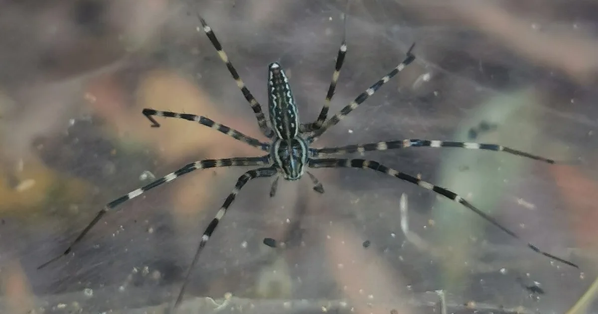 genus of arachnids