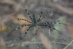 genus of arachnids