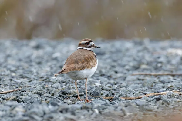 Killdeer, ND