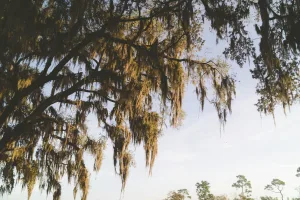 Downtown Kingstree, SC, SC