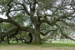 Downtown Live Oak, TX, TX