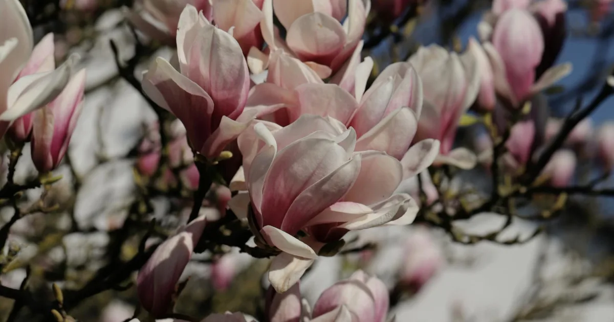 genus of plants