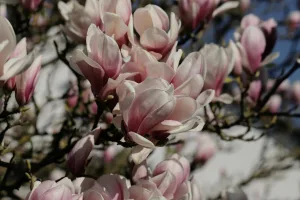 genus of plants