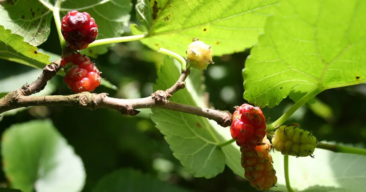 genus of plants
