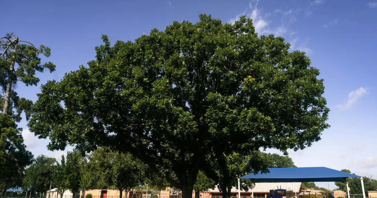 Downtown Oak Grove Heights, AR, AR