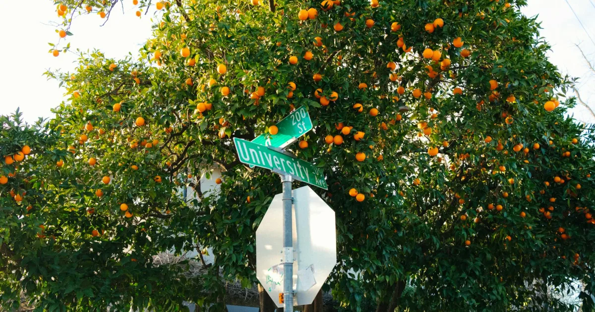 Downtown Orange County, VA, VA