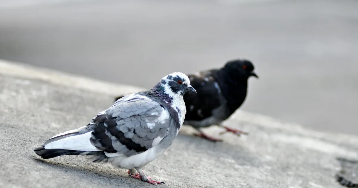 Downtown Pigeon, MI, MI