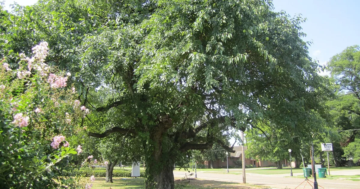 Downtown Rayville, LA, LA