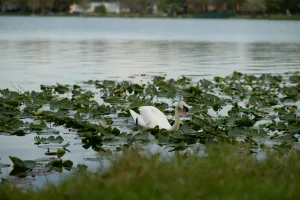 Downtown Sawgrass, FL, FL