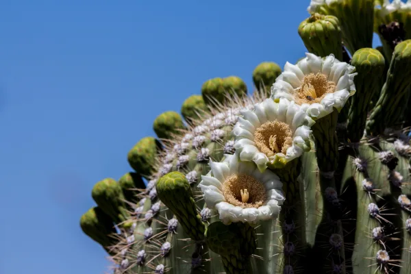 Saguaro National Park
